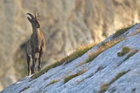 The Serranía de Ronda’s mountainous terrain and relative inaccessibility have created pristine pockets of wildlife paradise